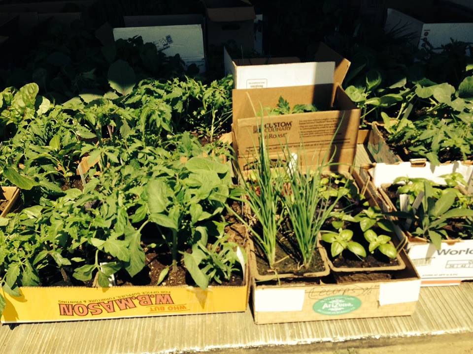 photo of greens and seedlings in boxes ready for delivery
